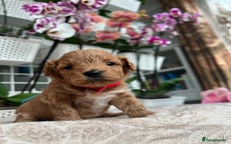 Maltipoo dogs for sale: Beautiful F1B Toy Size Maltipoo Puppies - Image 11
