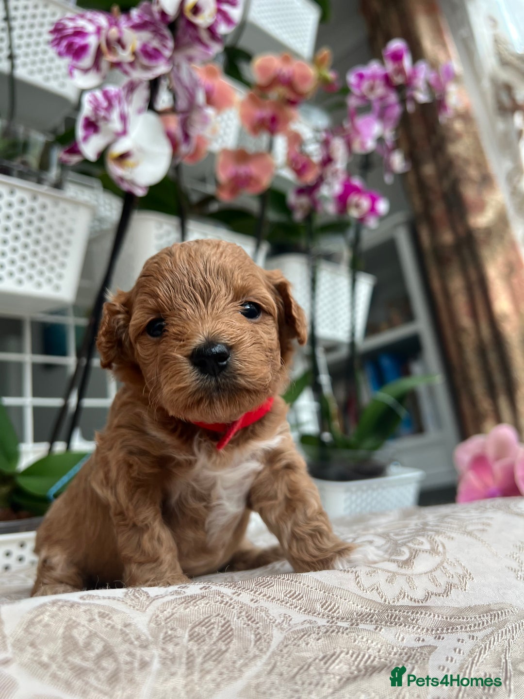 Maltipoo dogs for sale: Beautiful F1B Toy Size Maltipoo Puppies - Image 11