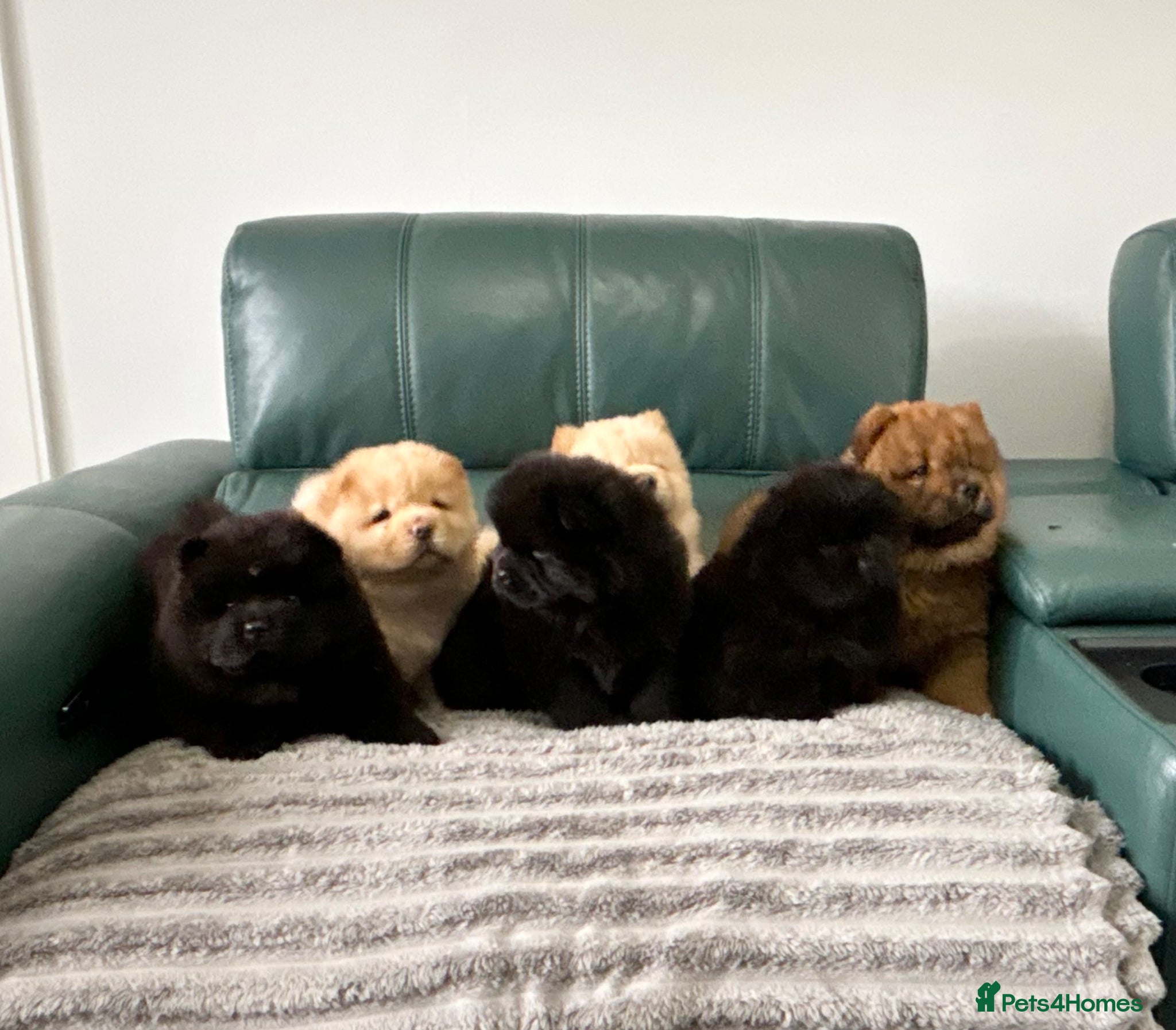 Chow Chow dogs for sale: Kc Registered chowchow pups - Advert 3
