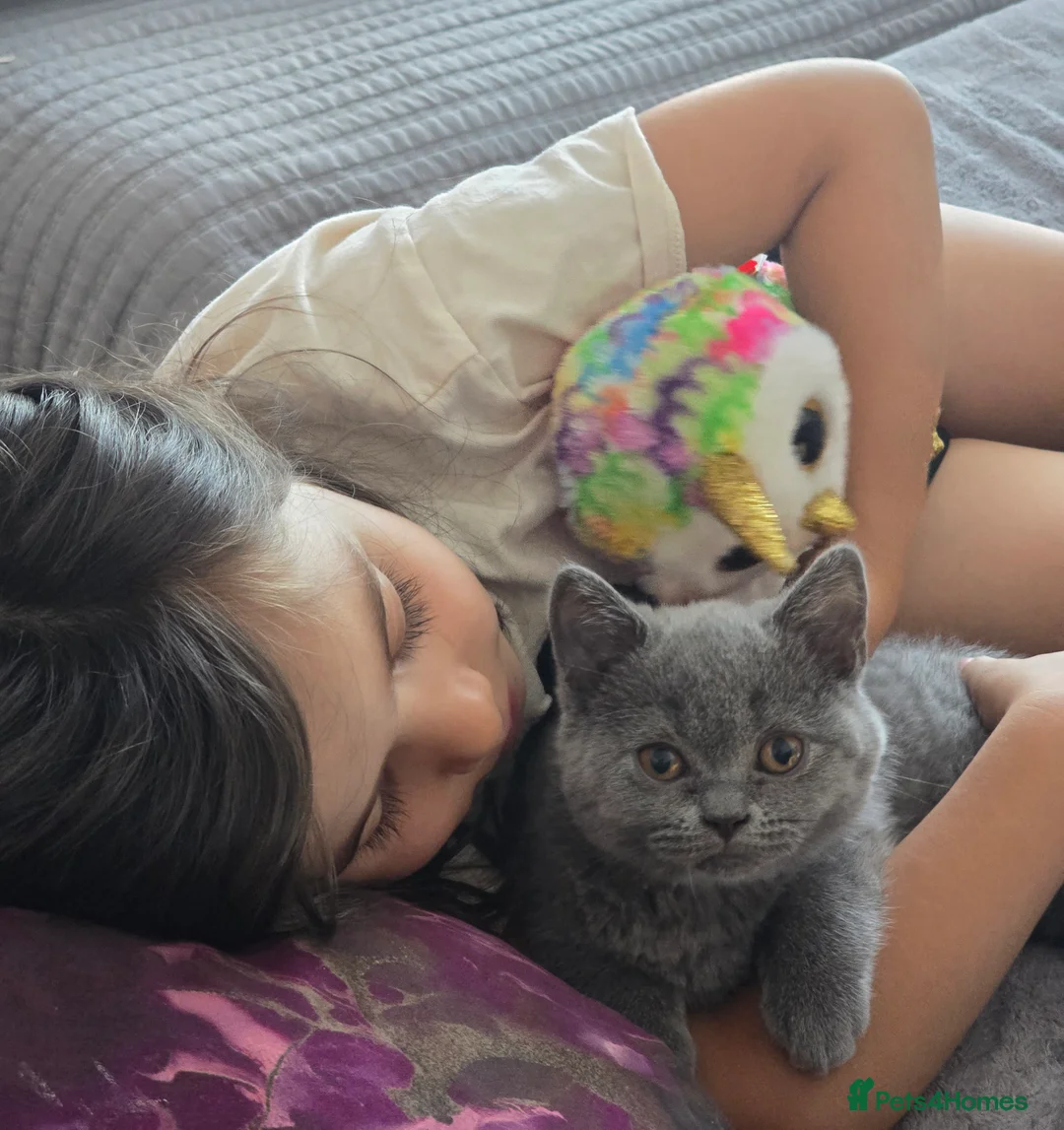 British Shorthair cats for sale: Beautiful British Shorthair Kittens  - Advert 13