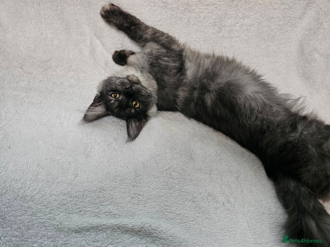 Maine Coon cats for sale: Black Smoke Kittens - Advert 15