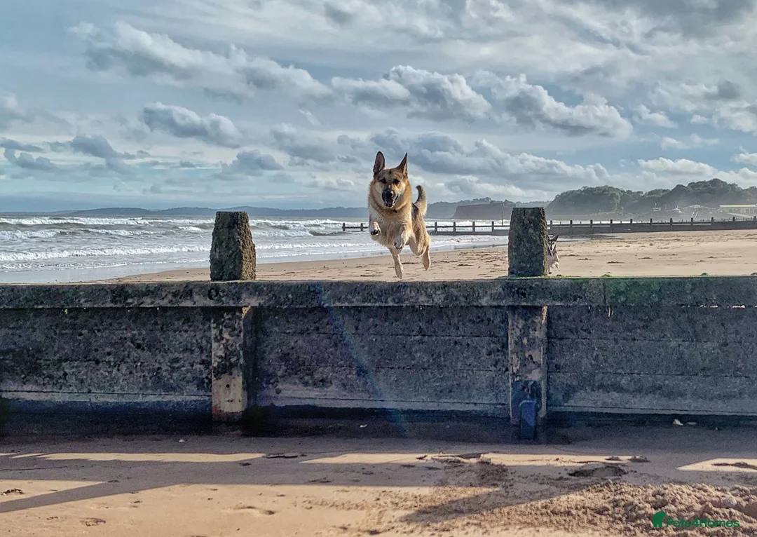 German Shepherd dogs for stud: Spectacular GSD wolfdog *for Stud only* in Dursley - Advert 6