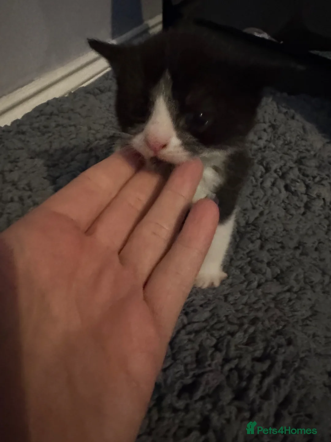 Mixed Breed cats for sale: 3 BSH X domestic cats  - Advert 2