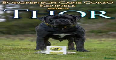Cane Corso dogs in Cleethorpes - Advert 7