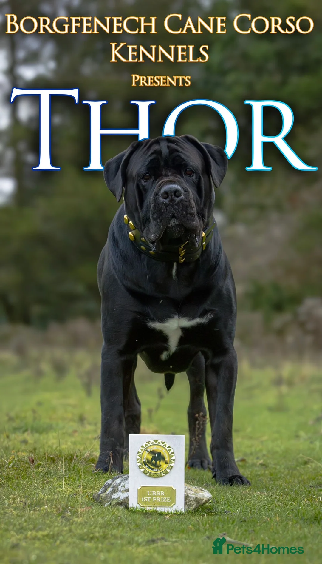 Cane Corso dogs for stud: Thor health tested proven Cane Corso for stud !!! in Cleethorpes - Advert 3