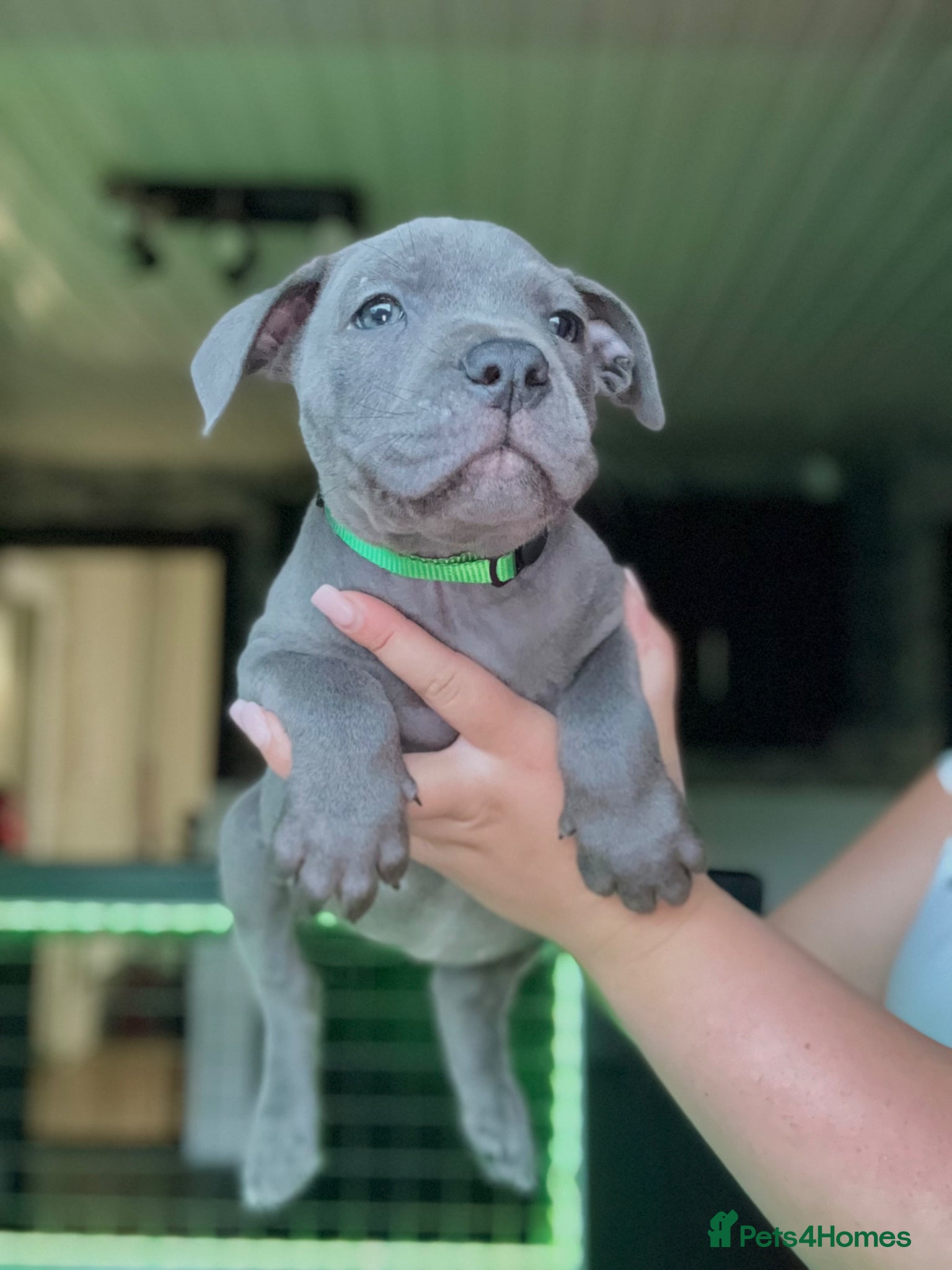 Staffordshire Bull Terrier dogs Blue Staffordshire Bull Terrier Champion Pups  - Advert 2