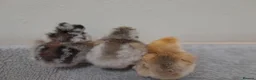 Chickens poultry for sale: 6 x Fresh Bantam Silkie Hatching Eggs  - Advert 4