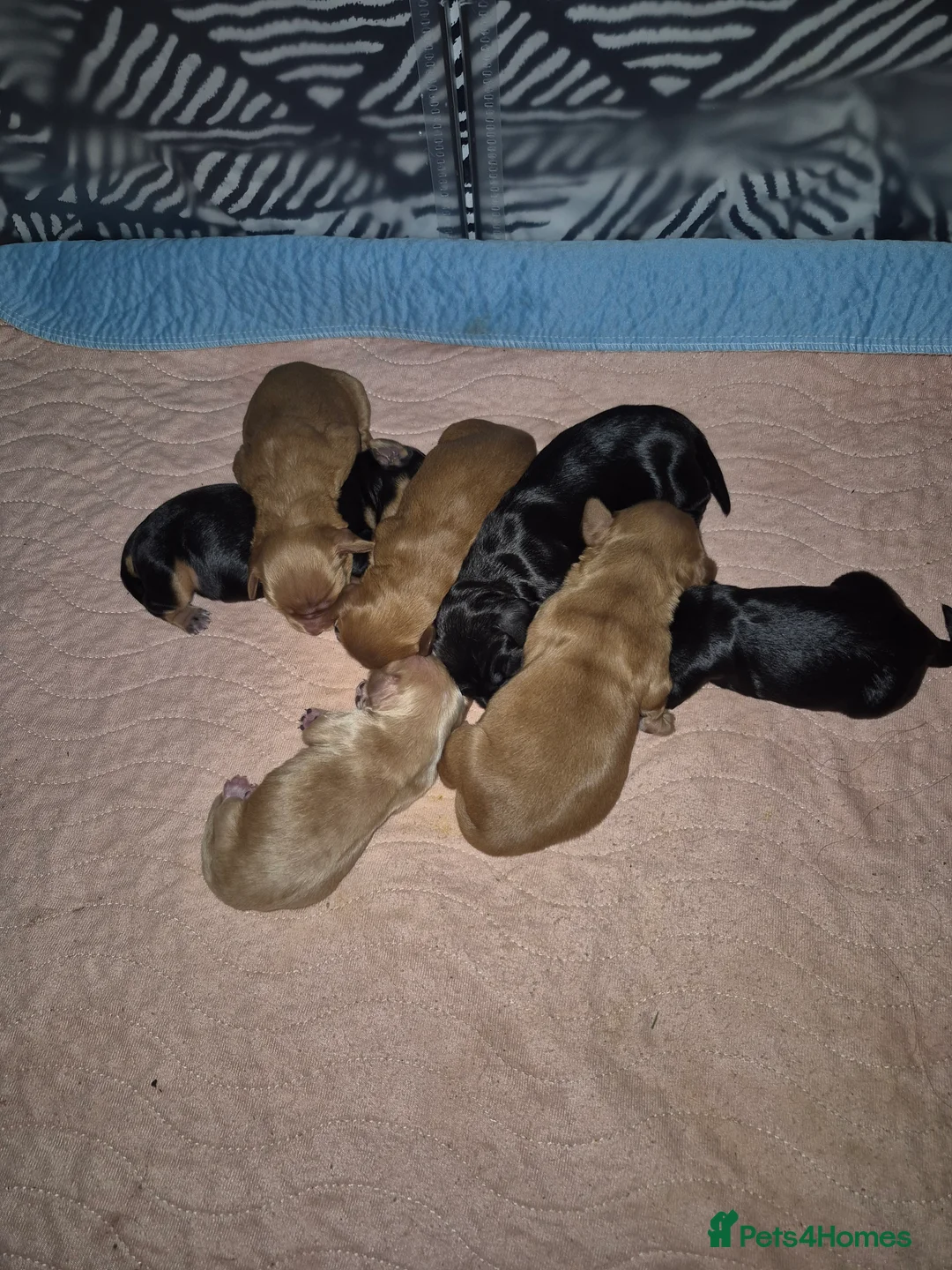 Cocker Spaniel dogs for sale: Cocker Spaniel puppies for sale - Advert 14