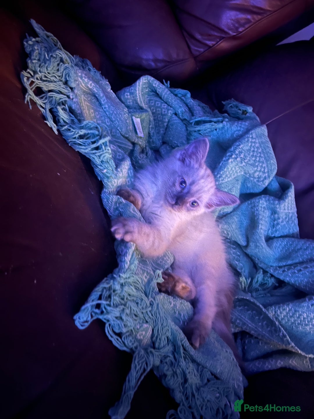 Ragdoll cats for sale: 1 male Ragdoll kitten  - Image 3