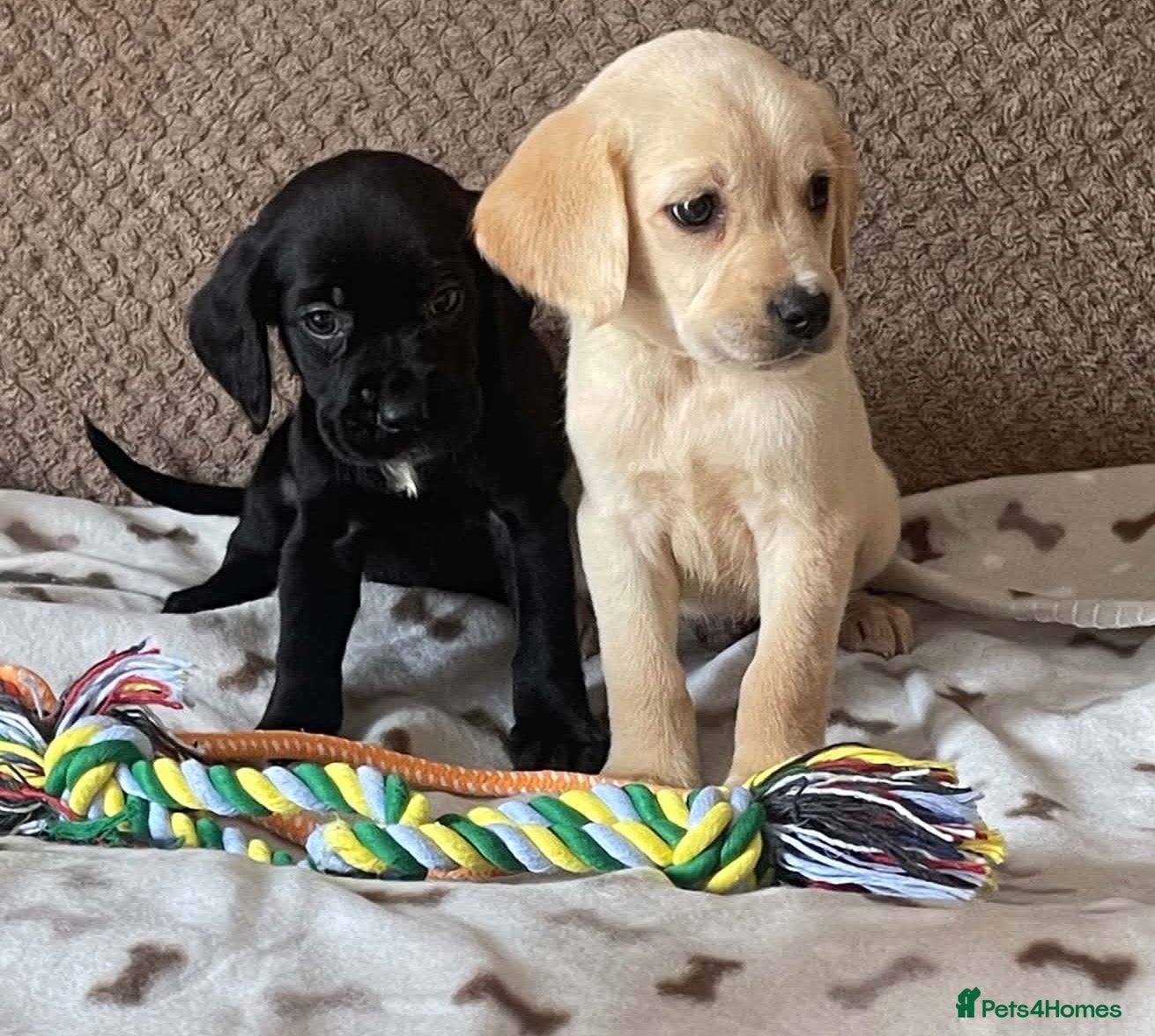 Cockerdor dogs Beautiful cockerdor pups NOW READY - Advert 1