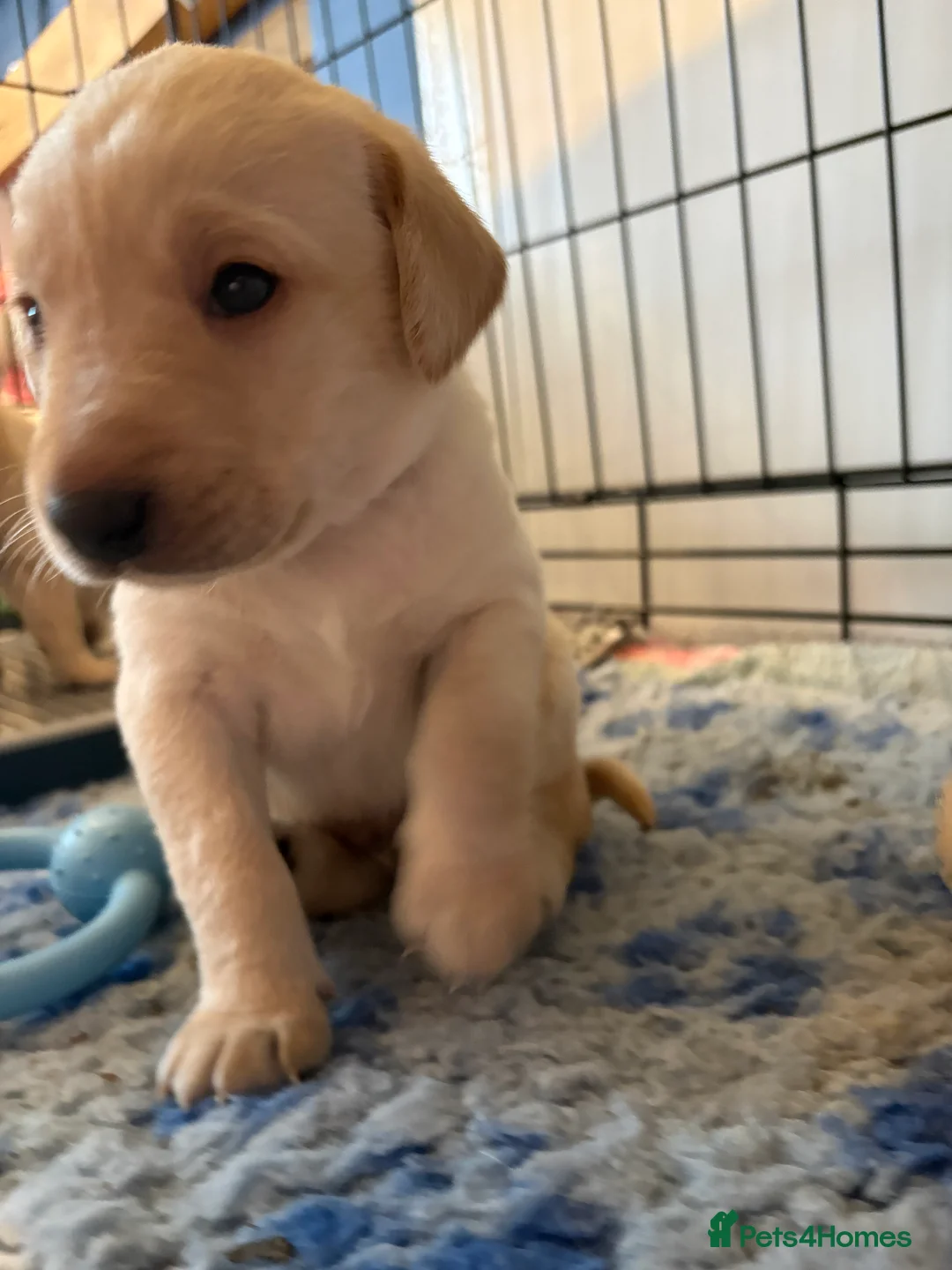Labrador Retriever dogs for sale: Labrador Retriever Puppies 🐶  - Advert 28