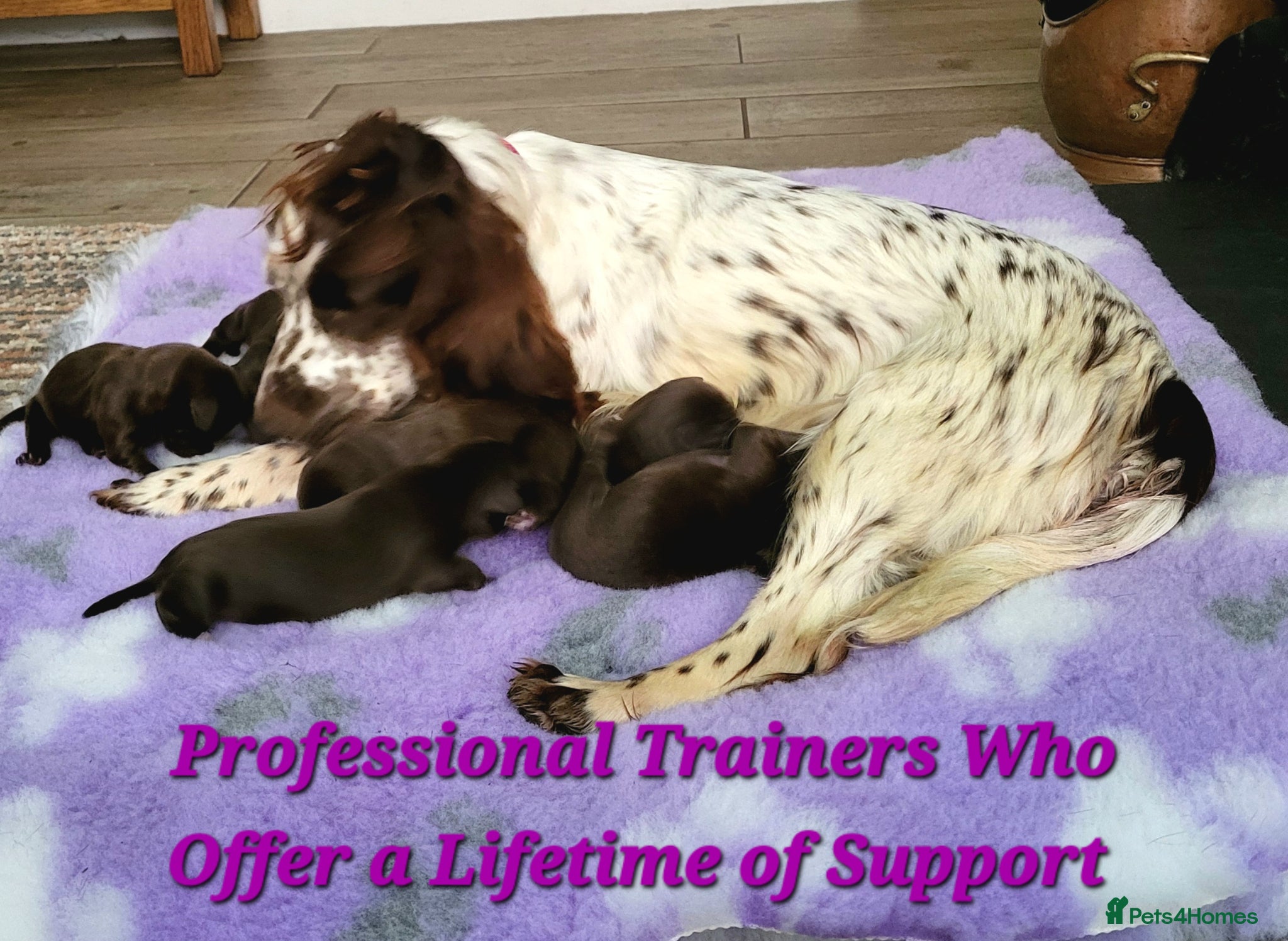 Springador dogs Beautiful Springador Puppies  - Advert 2