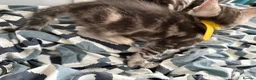 Bengal cats for sale: 🐾 Beautiful Bengal x Maine Coon Kittens 🐾 - Advert 14