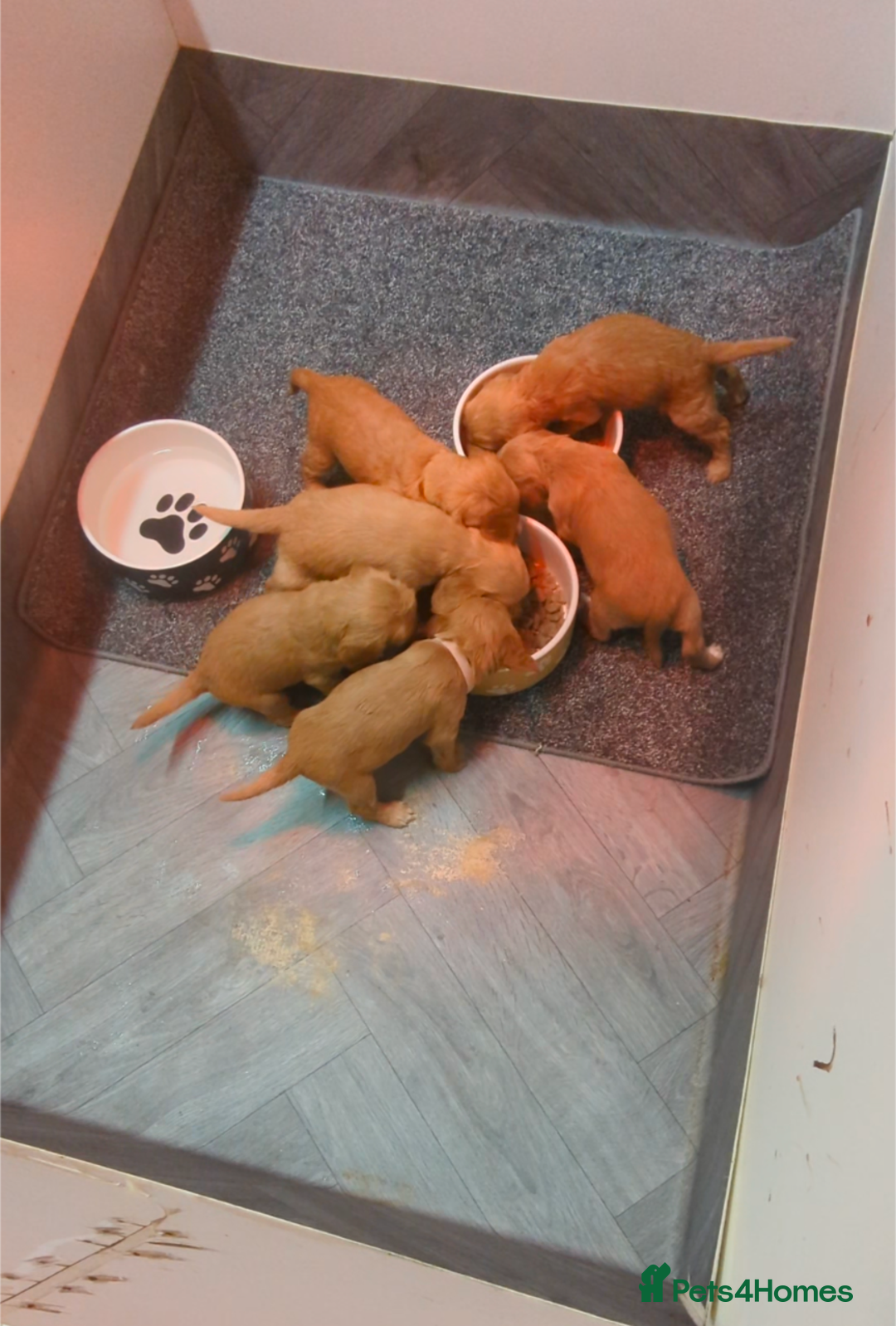 Cocker Spaniel dogs for sale: Adorable Working-Type Cocker Spaniel puppies - Advert 1