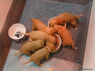 Cocker Spaniel dogs - Advert 36