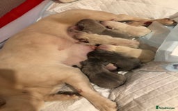 French Bulldog dogs for sale: French bulldog puppies in Manchester - Image 3