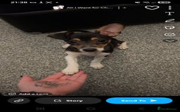 Jack Russell dogs for sale:  Active home or working environment needed - Advert 3