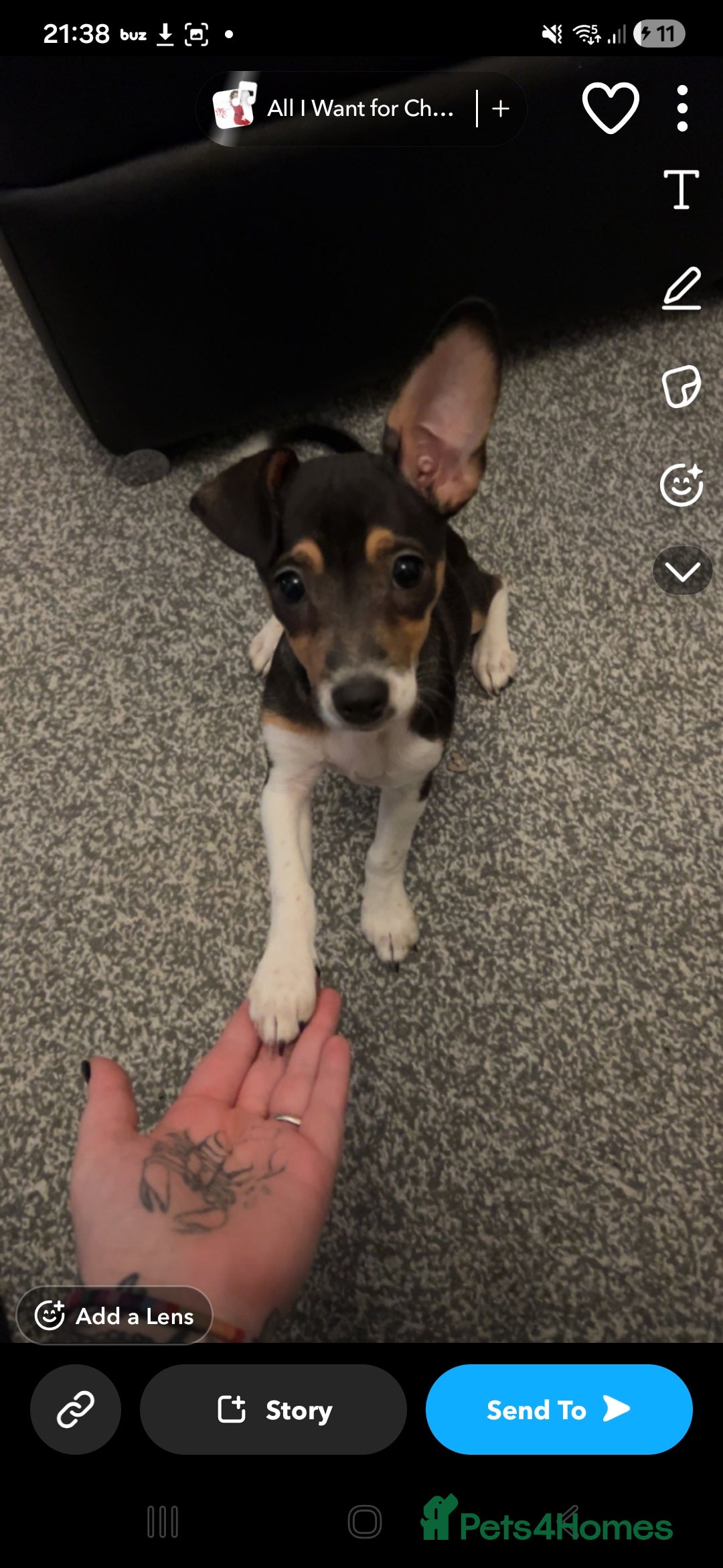 Jack Russell dogs for sale:  Active home or working environment needed - Advert 3