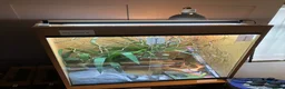 Chameleon reptiles for sale: Yemen Chameleon + Vivarium Setup Kit - Advert 12