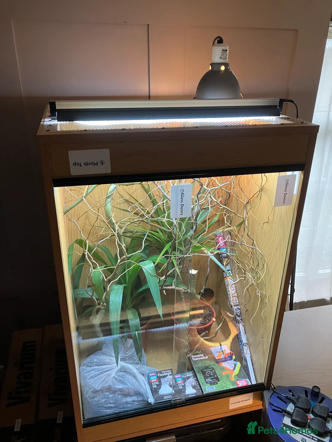 Chameleon reptiles for sale: Yemen Chameleon + Vivarium Setup Kit - Advert 12