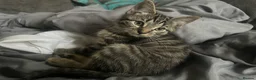 Bengal cats for sale: Ragdoll x Bengal kittens  - Advert 37