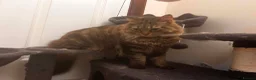 Mixed Breed cats for sale: Friendly female cat - Advert 10