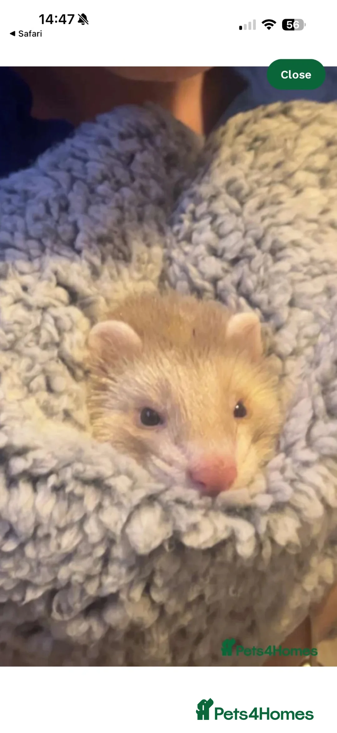 Ferret rodents for sale: Beautiful ferret/hob in Blackpool - Advert 1