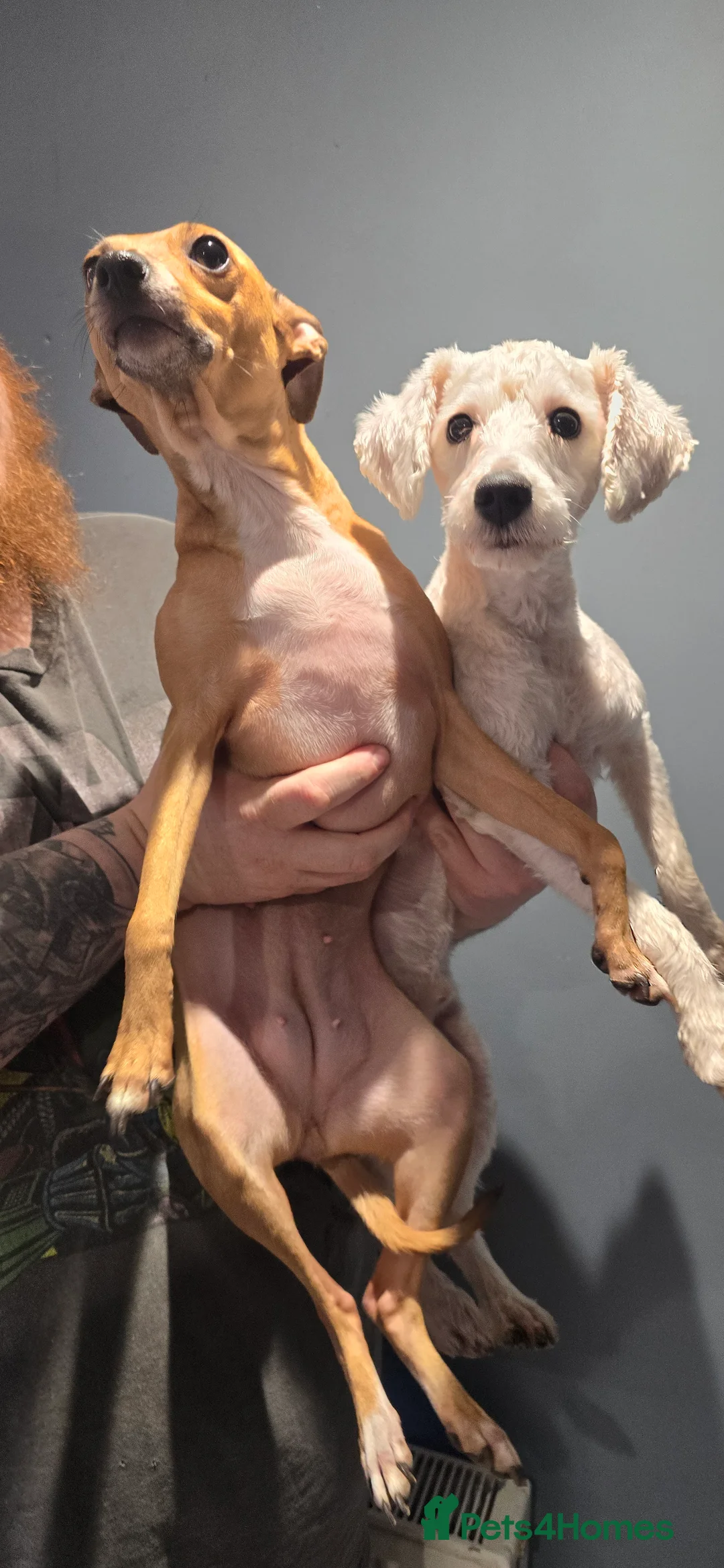 Mixed Breed dogs for sale: Italian Greyhound & Miniature Schnoodle - Advert 7