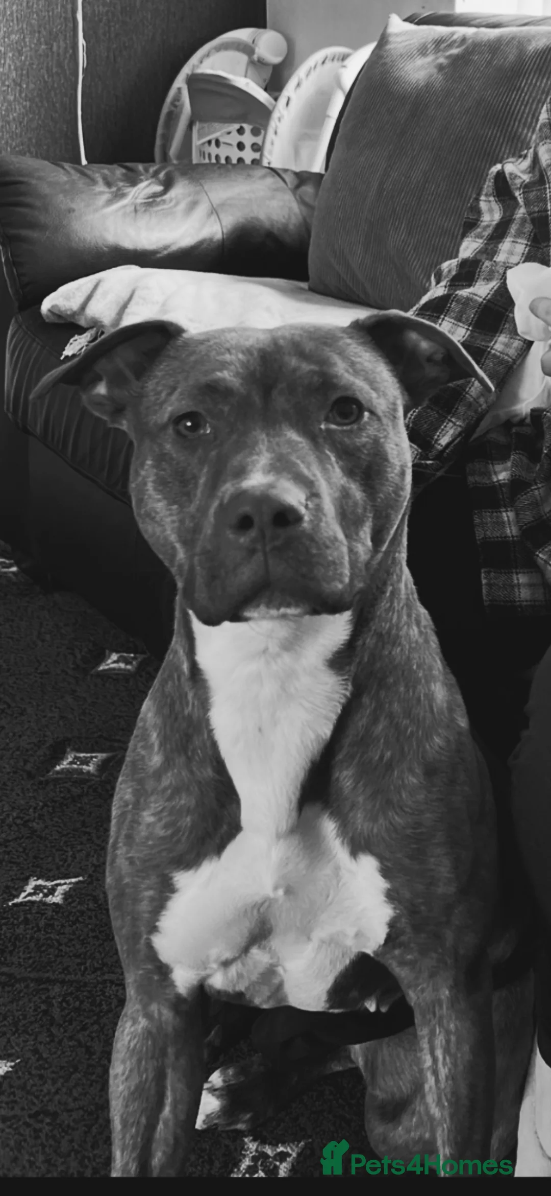 American Bull Staffy dogs for sale: 1 beautiful male puppy available - Advert 3