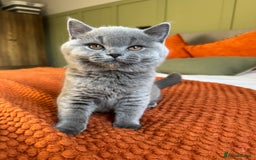 British Shorthair cats for sale: British Shorthair GCCF Pedigree Champion Kittens✨ - Image 3