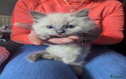Ragdoll cats for sale: Adorable Ragdoll Kittens Looking for Homes❤️! - Image 4