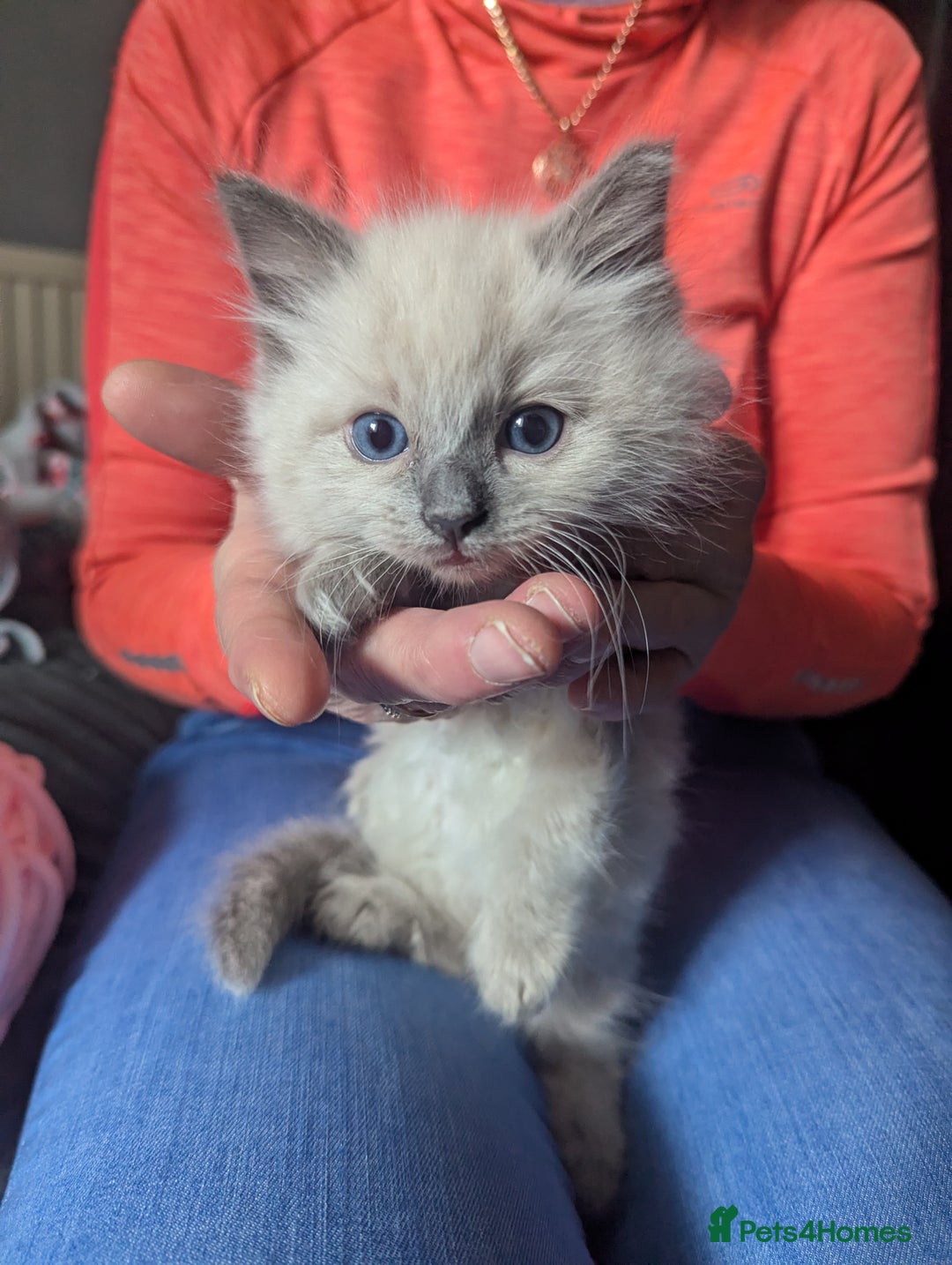 Ragdoll cats for sale: Adorable Ragdoll Kittens Looking for Homes❤️! - Image 4