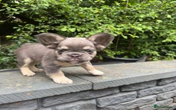 French Bulldog dogs for sale: Cocoa/fawn Fluffy frenchie girl  - Image 4