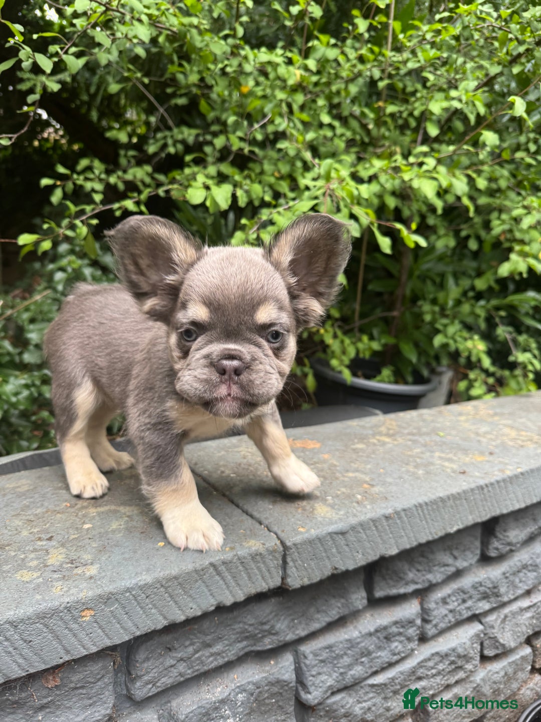 French Bulldog dogs for sale: Cocoa/fawn Fluffy frenchie girl  - Image 4