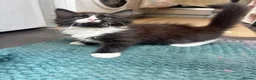 Mixed Breed cats for sale: Half ragdoll kittens! - Advert 8