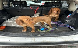 Cocker Spaniel dogs for sale: First and last litter top class red cockers - Image 17