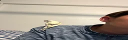 Budgerigars birds for sale: Birds for sale with cage and accessories  - Advert 7