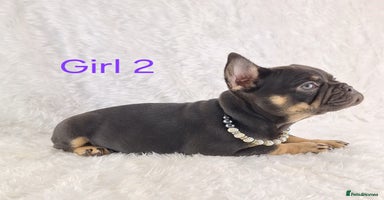 French Bulldog dogs - Advert 2
