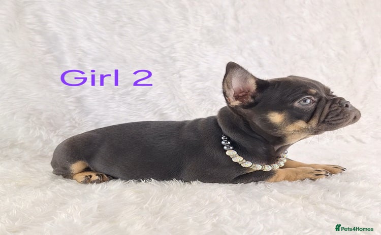 French Bulldog dogs - Advert 1