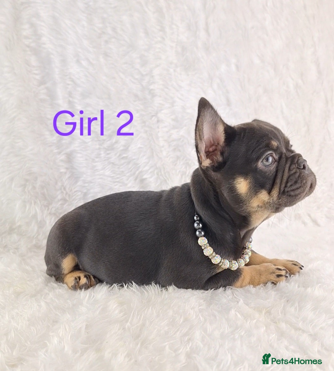 French Bulldog dogs for sale: Classic French Bulldog Puppies  - Image 3