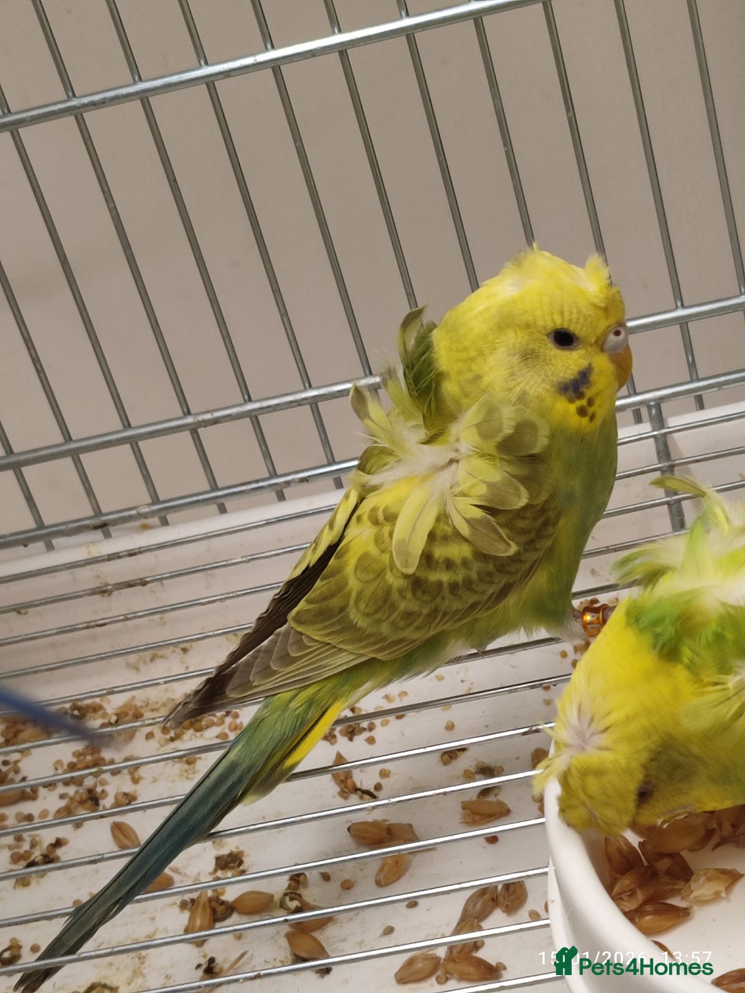 Budgerigars birds for sale: Budgies  - Advert 4