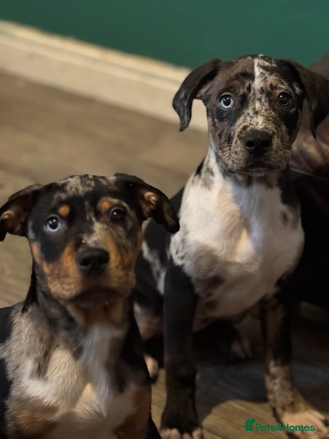 Mixed Breed dogs for sale: Cane corso X  - Advert 7