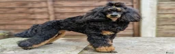 Cockapoo dogs for sale: Gorgeous American toy cockapoos  - Advert 17