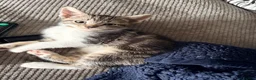 Mixed Breed cats for sale: 6 kittens for sale 2 left  - Advert 1