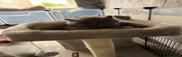 British Shorthair cats for sale: British short hair kittens - Advert 15