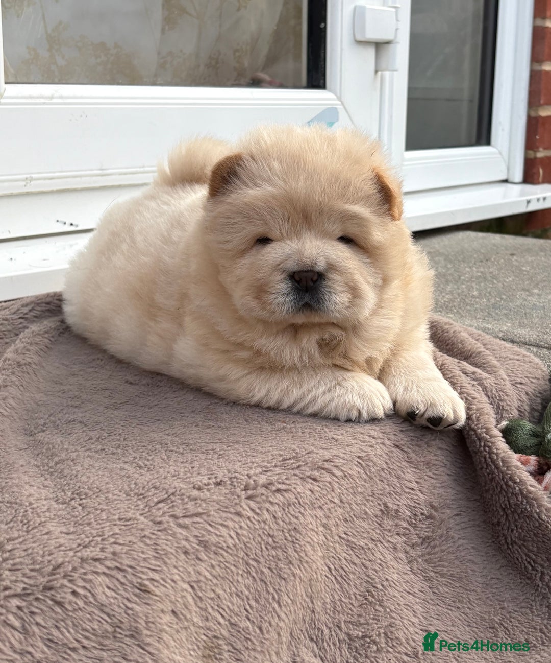 Chow Chow dogs for sale: Four Luxury Female ChowChows🐾 - Advert 11