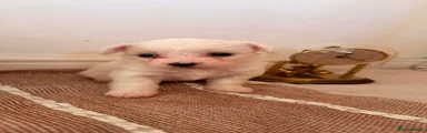 Bichon Frise 2