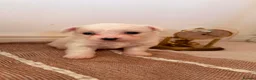 Bichon Frise dogs for sale: 4 Beautiful Bichon Frise Boys Ready Soon - Advert 11