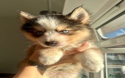Pomsky dogs for sale: Family-Raised Pomsky Pups - Advert 29