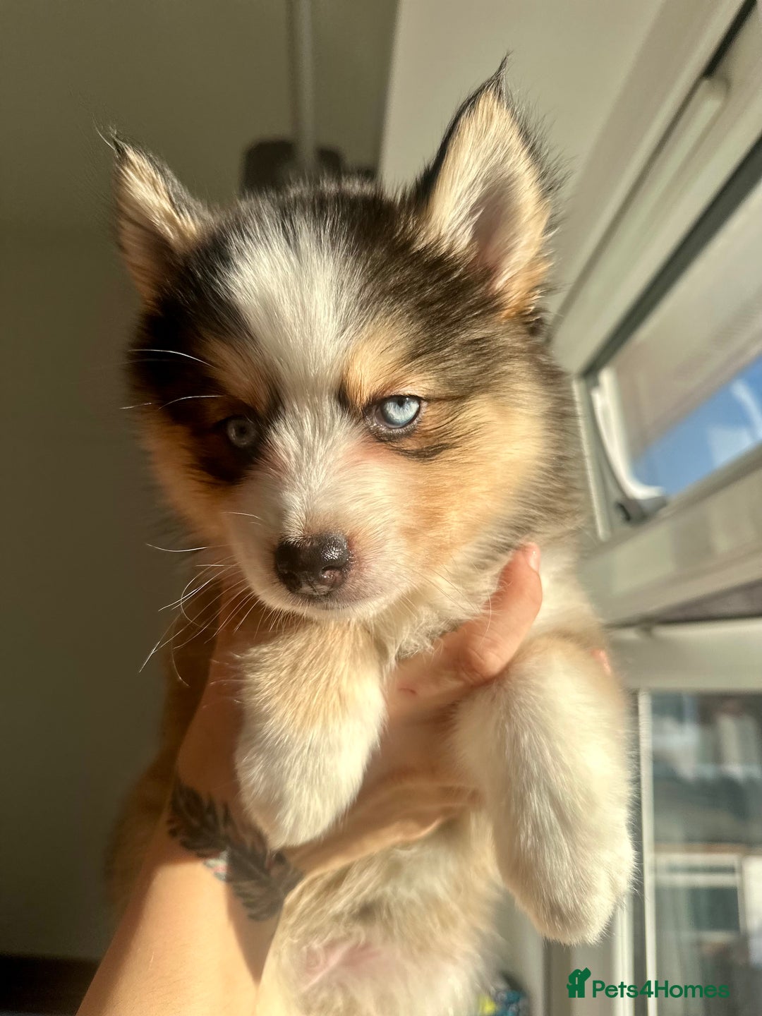 Pomsky dogs for sale: Family-Raised Pomsky Pups - Advert 29